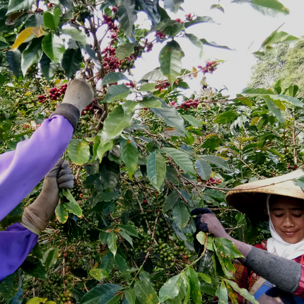 Green Coffee - Regional Series - Indonesia Java, Wet Processed - PLACEHOLDER